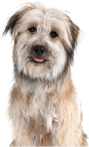 pet